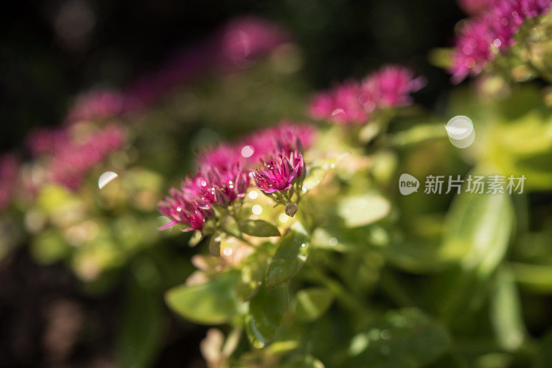 女巫的钱袋植物(Sedum telephium)开花特写